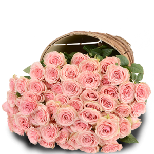 Plenty of Passion Pink