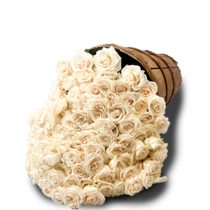 Plenty of Passion White