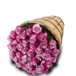 50 Roses Lavender