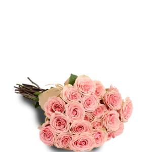 Pink Passion Two Dozen