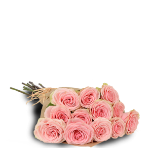 Pink Passion One Dozen